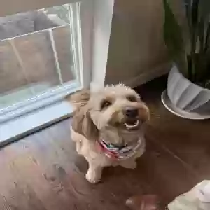 adoptable Dog in Dallas, TX named Tucker