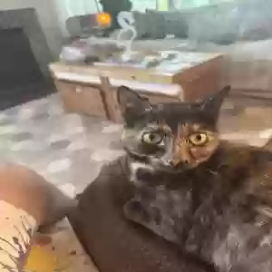 adoptable Cat in Mansfield, OH named Momma Kitty