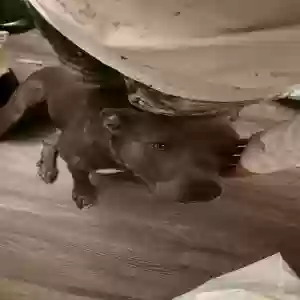 adoptable Dog in Phoenix, AZ named Tobi