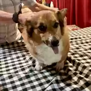 adoptable Dog in Tracy City, TN named Belle
