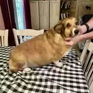 /images/pets/original/2186099_actual_two.webp