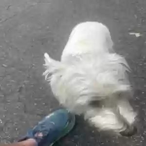 adoptable Dog in Lake Lure, NC named Doogle