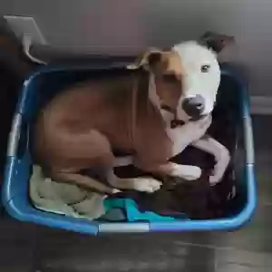 adoptable Dog in Cartersville, GA named Roger