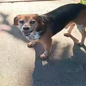 adoptable Dog in Hamilton, OH named Sawyer