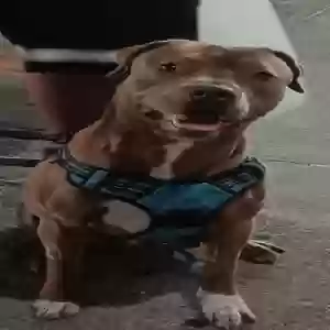 adoptable Dog in Brooklyn, NY named Ecko
