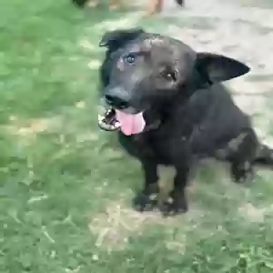 adoptable Dog in Denton, TX named Bobo