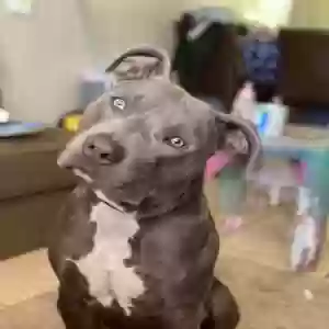 adoptable Dog in El Paso, TX named Magic
