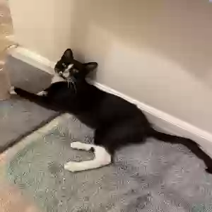 adoptable Cat in Sierra Madre, CA named Mars