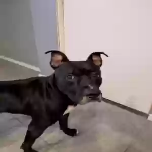 adoptable Dog in Jamaica, NY named Archie