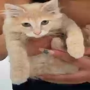 adoptable Cat in Lithonia, GA named Shiloh