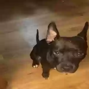 adoptable Dog in Fort Worth, TX named Cocoa