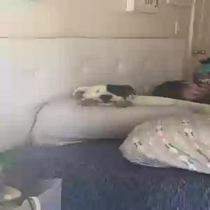 adoptable Dog in Dewey, AZ named Leslie