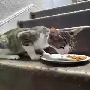 adoptable Cat in Jackson Heights, NY named Unknown