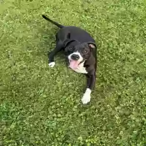 /images/pets/original/2186143_13746_IMG_1126.webp