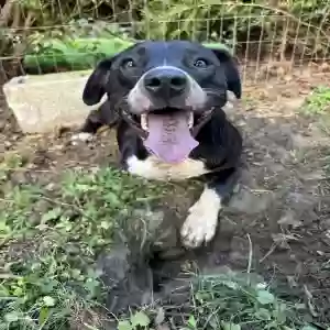 adoptable Dog in Chardon, OH named Lula