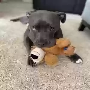 adoptable Dog in Lewisville, TX named Cookie