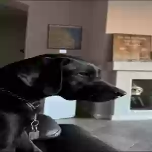 adoptable Dog in San Tan Valley, AZ named Remi