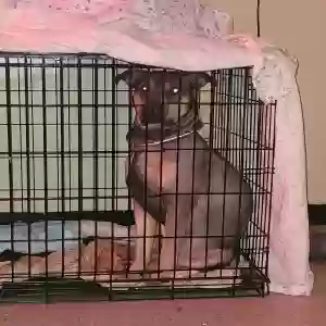 /images/pets/original/2186148_actual_three.webp