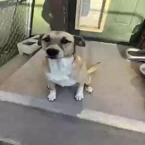 adoptable Dog in Prescott, AZ named Dixie