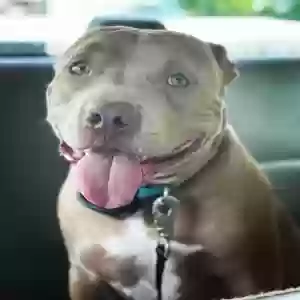 adoptable Dog in Covington, IN named tytan