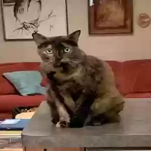adoptable Cat in Massapequa Park, NY named Charity