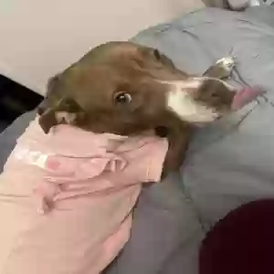 adoptable Dog in Dearborn Heights, MI named Chocolate