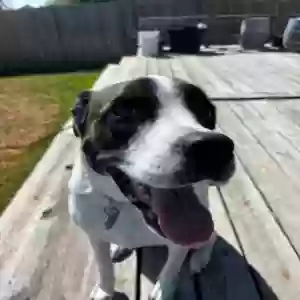 adoptable Dog in Bryan, TX named Eddie