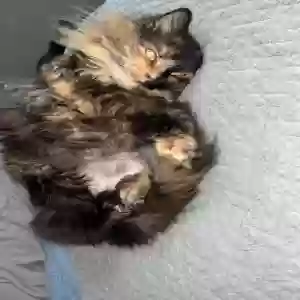 adoptable Cat in Hamilton, OH named Mia