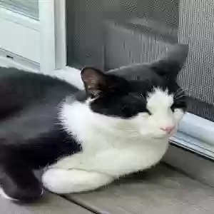 adoptable Cat in Olmsted Falls, OH named Unknown