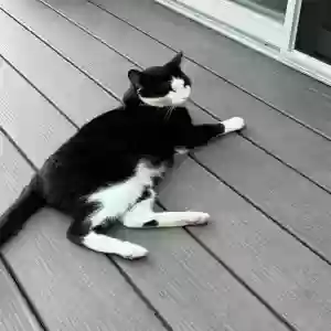/images/pets/original/2186203_actual_two.webp
