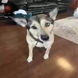adoptable Dog in San Antonio, TX named Skyla
