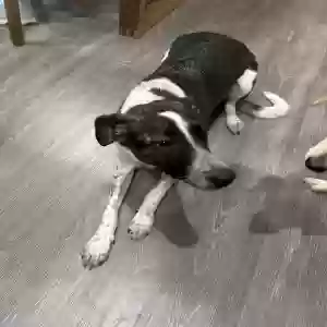 adoptable Dog in Dallas, GA named Peach