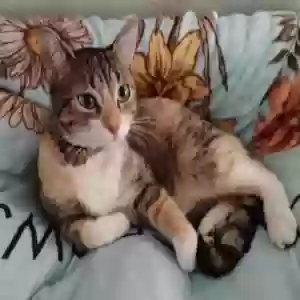 adoptable Cat in Pasadena, TX named Cloe