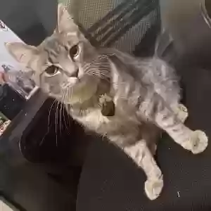adoptable Cat in Crown Point, IN named Saria