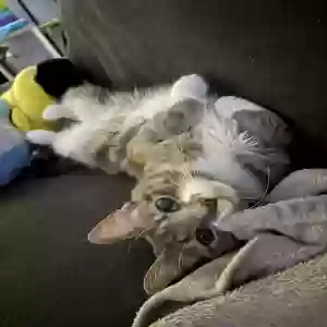 adoptable Cat in Crown Point, IN named Tuesday