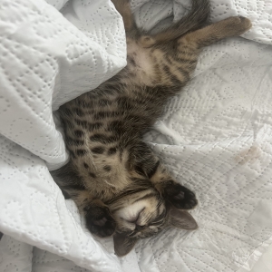 adoptable Cat in Niagara Falls, NY named Stray kitten dumped on my door