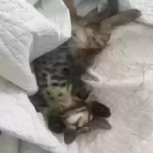 adoptable Cat in Niagara Falls, NY named Stray kitten dumped on my door
