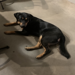 adoptable Dog in Brownwood, TX named Bugs