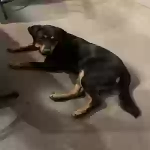 adoptable Dog in Brownwood, TX named Bugs