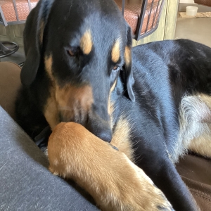 /images/pets/original/2186258_actual_two.webp