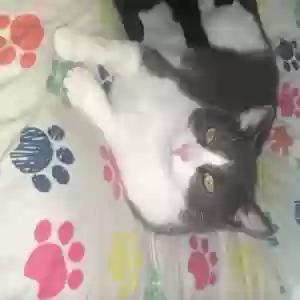 adoptable Cat in Flushing, MI named Unknown