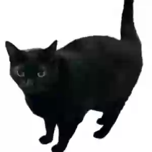 /images/pets/original/2186262_54415_IMG_4411.webp