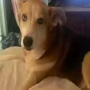 adoptable Dog in Clarksville, TN named Lola