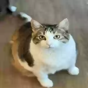 /images/pets/original/2186277_actual_one.webp
