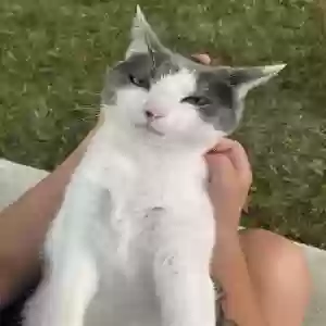 adoptable Cat in Middletown, OH named Josey