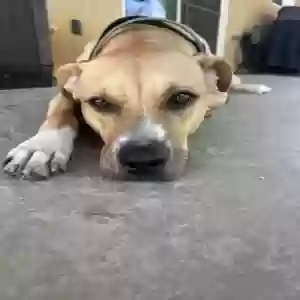 adoptable Dog in Murrieta, CA named Bogart