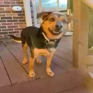 adoptable Dog in Chattanooga, TN named Unknown