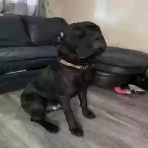 adoptable Dog in Ottsville, PA named Zeus