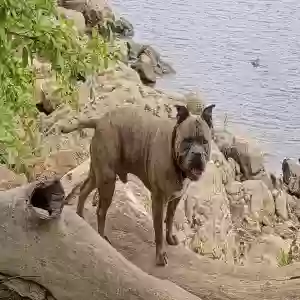 adoptable Dog in Lake Oswego, OR named Thunder