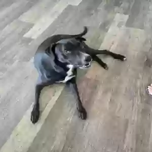 adoptable Dog in Ray, MI named Bruno